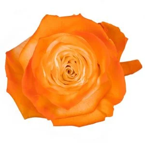 Natural Orange · Mitabella catalog