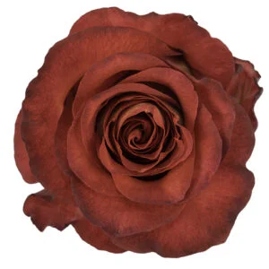 Iguazu · Mitabella catalog