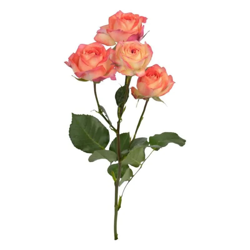 Romantic Rosever · Mitabella catalog