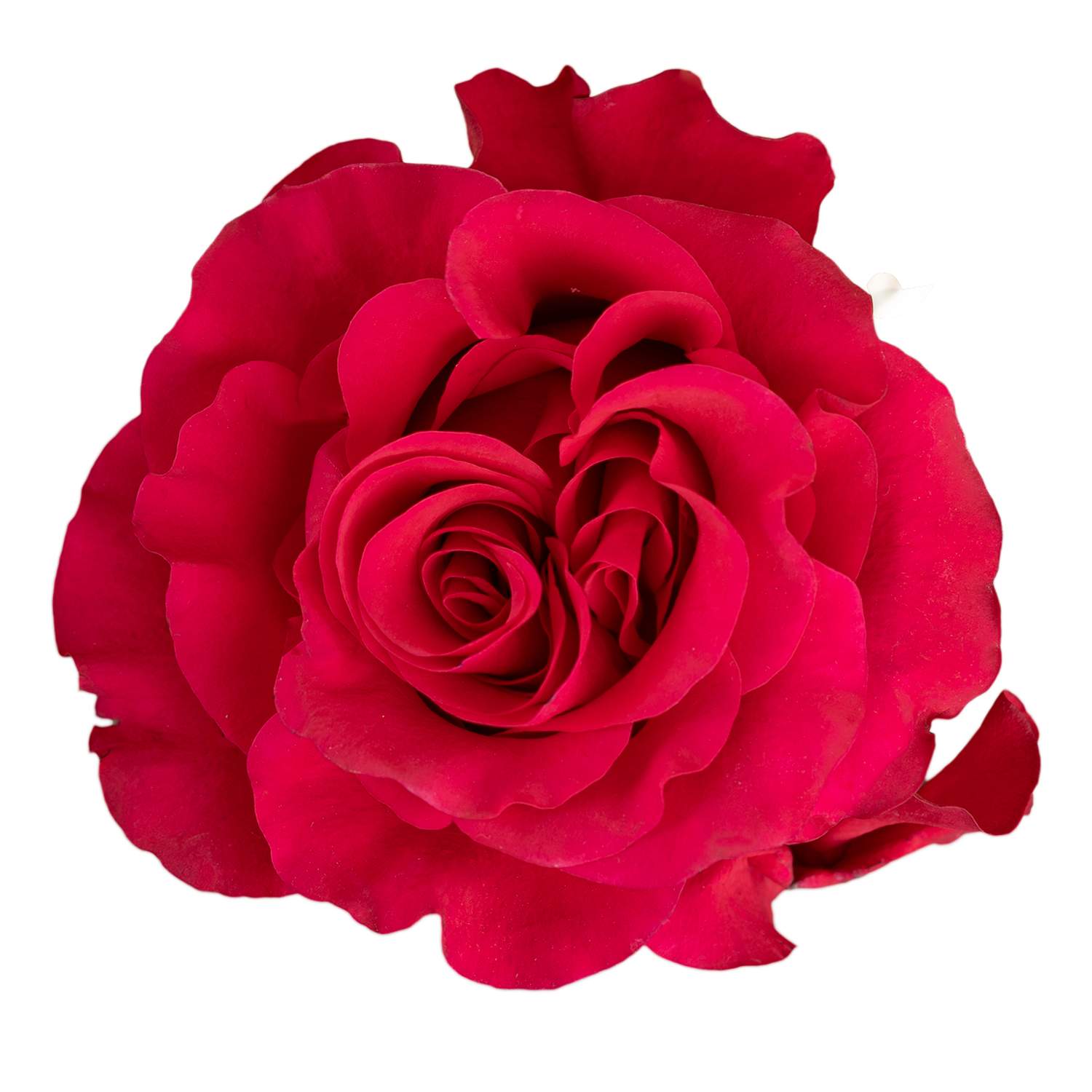 Exotix Berry · Mitabella catalog