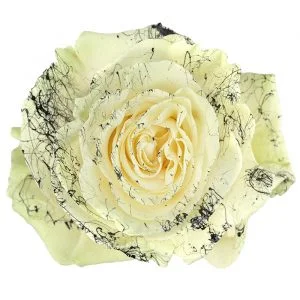 Glow in the Dark Black Splash · Mitabella catalog