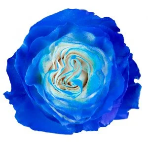 Blue Love · Mitabella catalog