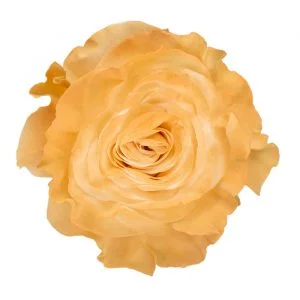Natural Burnt Honey · Mitabella catalog
