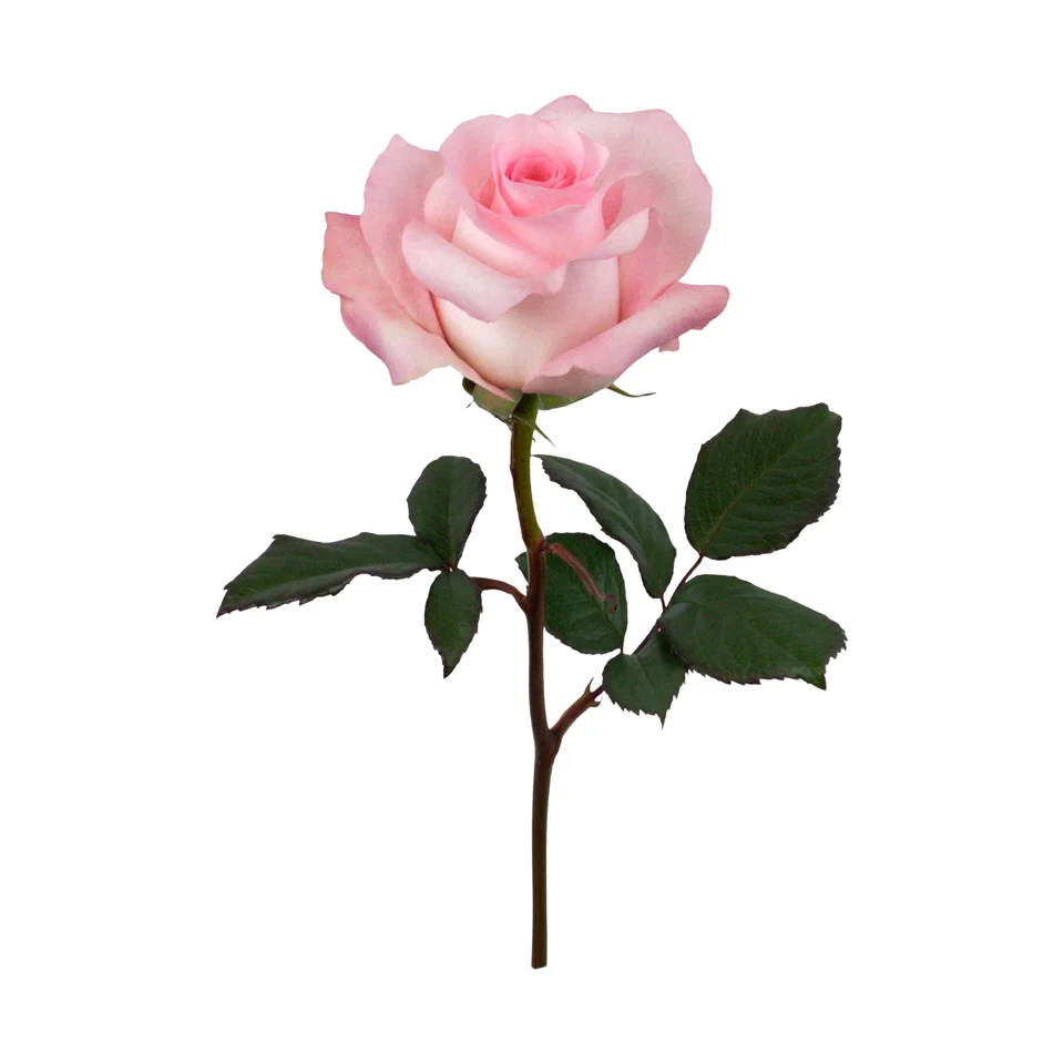 Pink Porcelain · Mitabella catalog