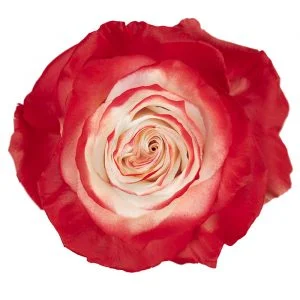 Natural Christmas Red · Mitabella catalog