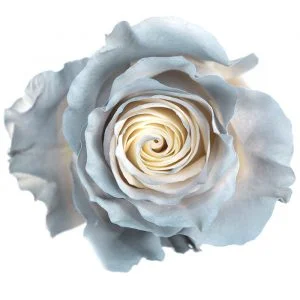 Evening Grey · Mitabella catalog
