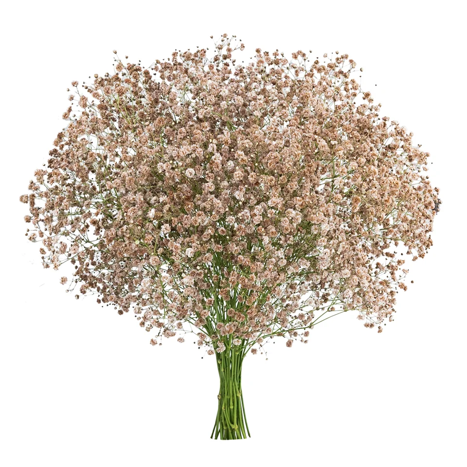 Gypsophila XLence® Tinted Nude · Mitabella catalog