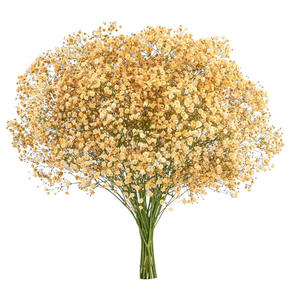 Gypsophila XLence® Tinted Burnt Honey · Mitabella catalog