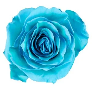 Piquero · Mitabella catalog