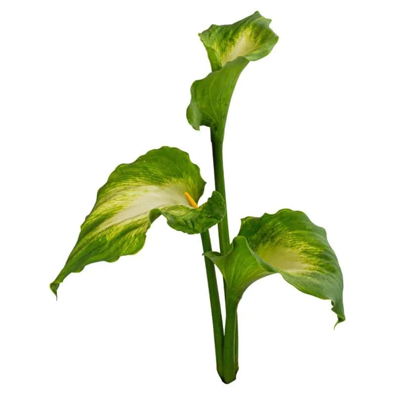 Green Star Callas · Mitabella catalog
