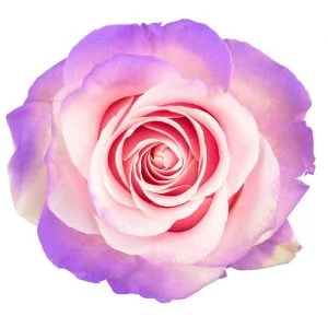 Lavender in Light Pink Base · Mitabella catalog