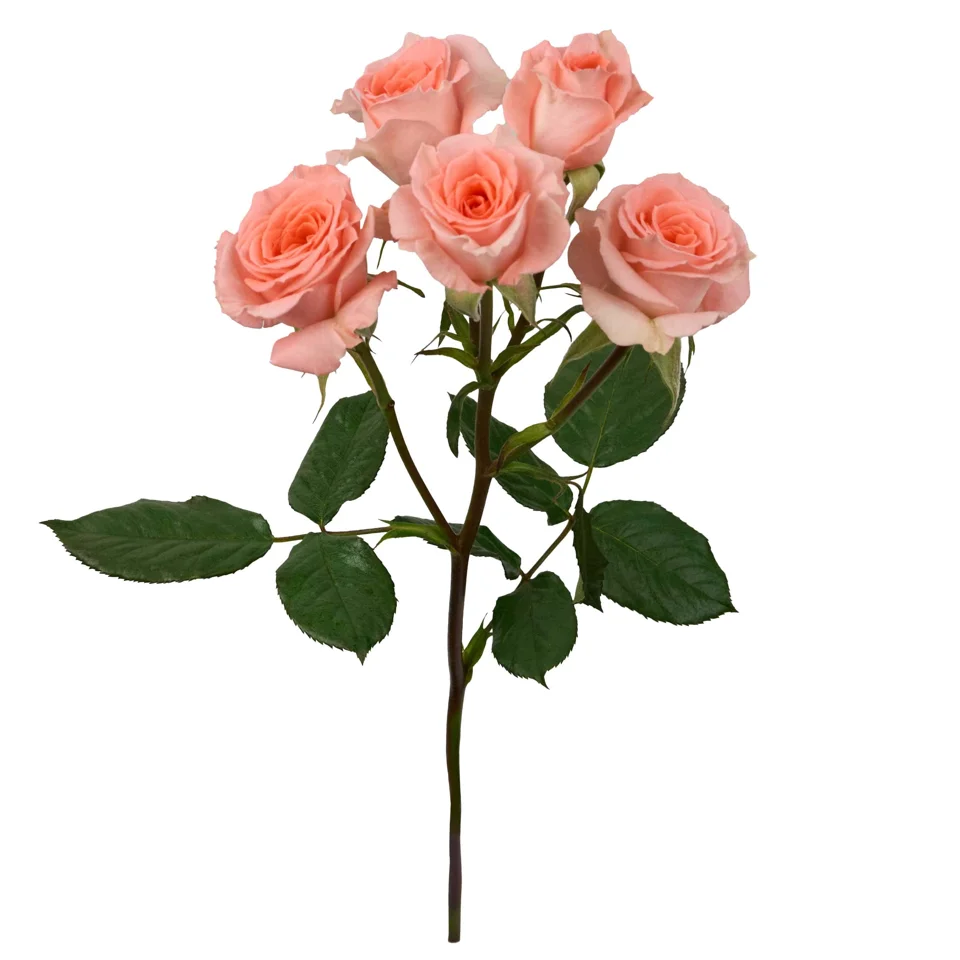 Elegant Rosever · Mitabella catalog