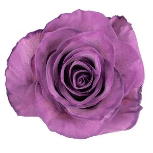 Dusty Grape · Mitabella catalog