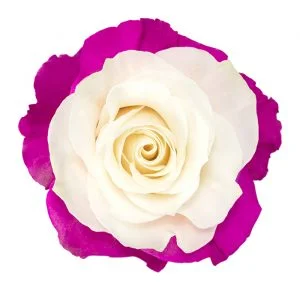 Eye Hot Pink · Mitabella catalog