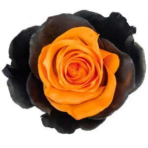 Eye Orange · Mitabella catalog