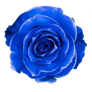 Blue Moon Nacar · Mitabella catalog