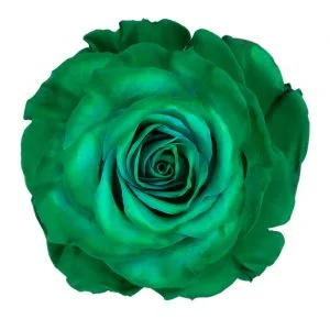 Medium Green · Mitabella catalog
