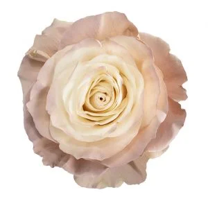 Natural Nude · Mitabella catalog