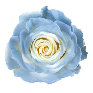 Natural Bubbly Blue · Mitabella catalog