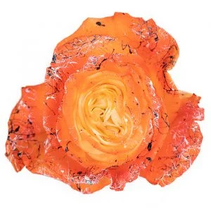 Orange Splash · Mitabella catalog