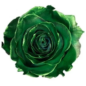 Metallic Green · Mitabella catalog