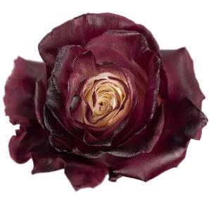 Natural Maroon · Mitabella catalog