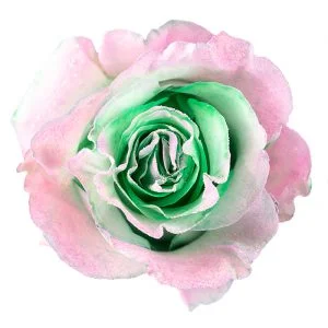 Mint Light Pink Glitter · Mitabella catalog