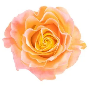 Yellow Light Pink Glitter · Mitabella catalog