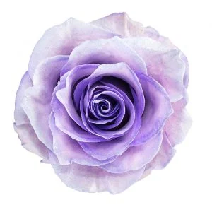 Lavender White Glitter · Mitabella catalog