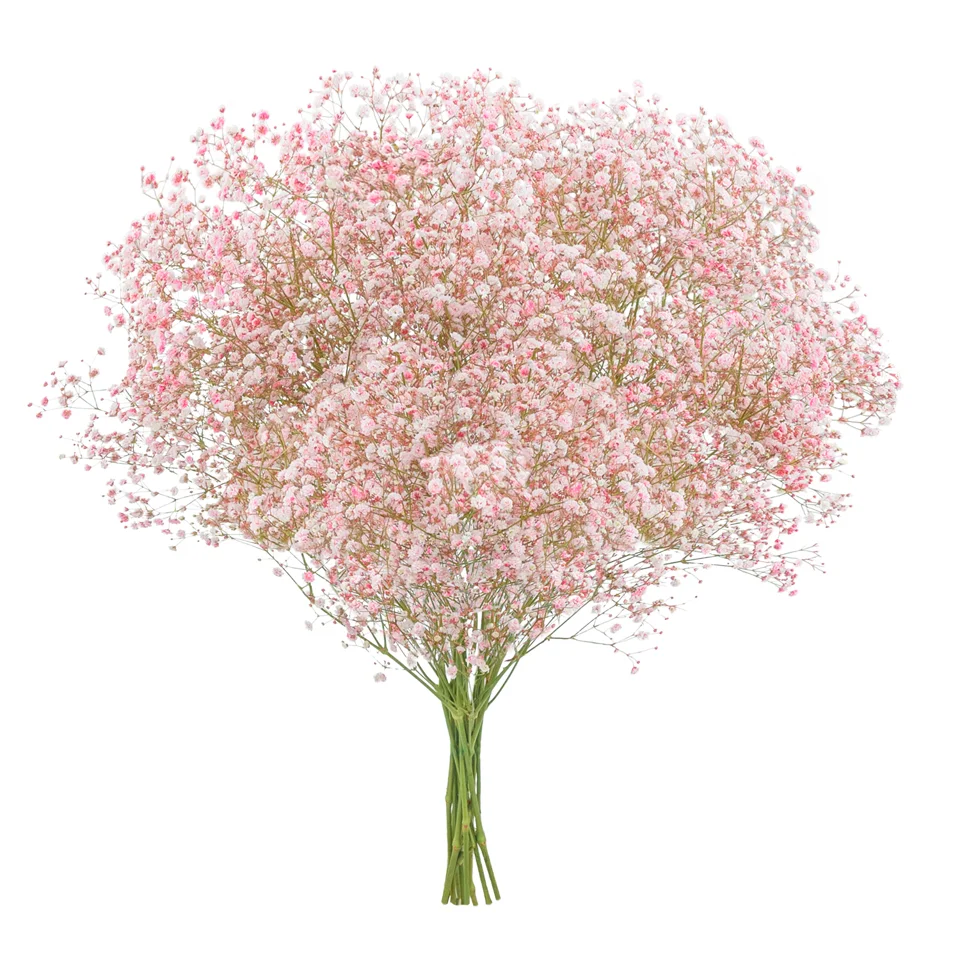 Gypsophila XLence® Tinted Light Pink · Mitabella catalog