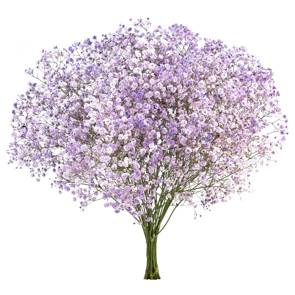 Gypsophila XLence® Tinted Lavender · Mitabella catalog