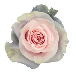 Air Kiss Light Pink Base · Mitabella catalog