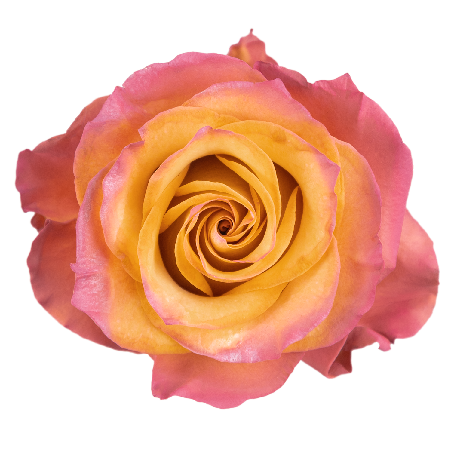 Mauve Rays · Mitabella catalog