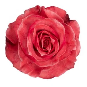 Red Nacar · Mitabella catalog
