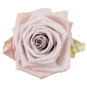 Menta · Mitabella catalog