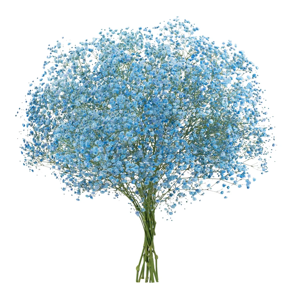 Gypsophila XLence® Tinted Light Blue · Mitabella catalog