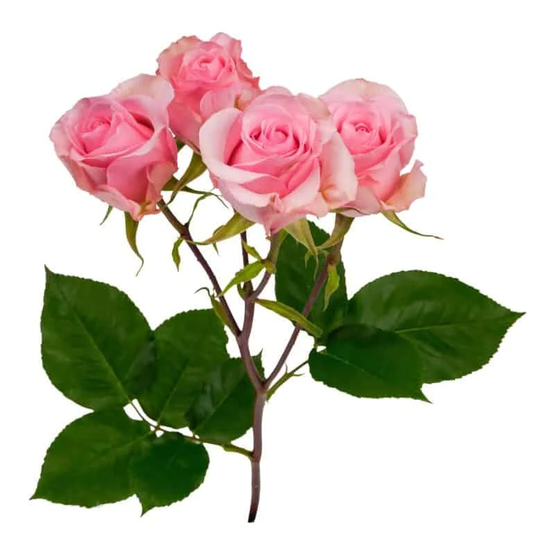 Mistery Blossoms · Mitabella catalog