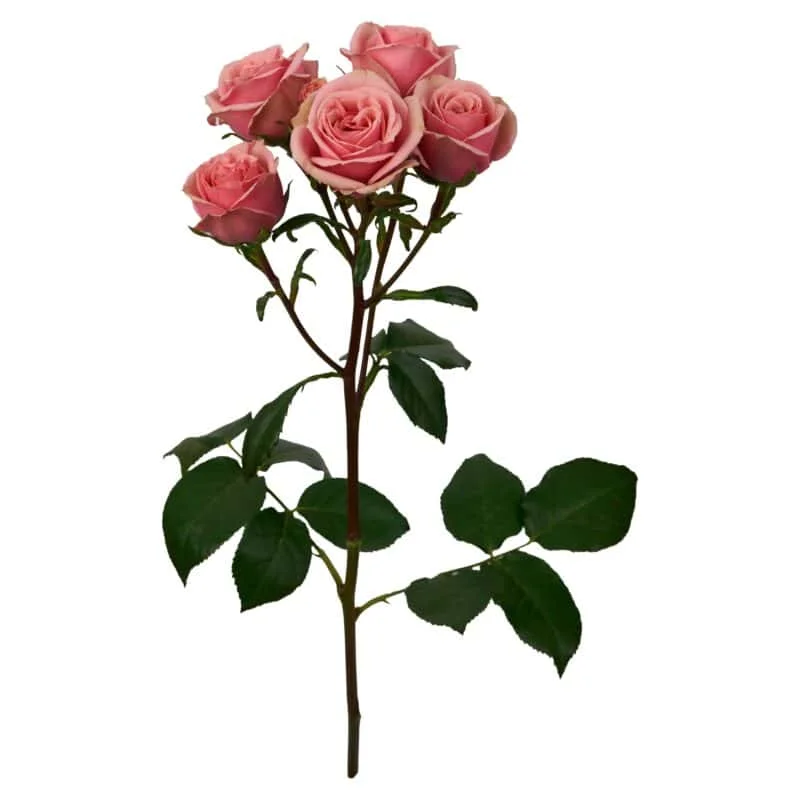 Classic Rosever · Mitabella catalog