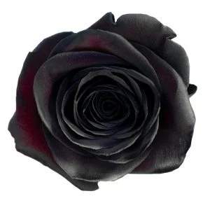 Black · Mitabella catalog