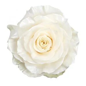 White Nacar · Mitabella catalog