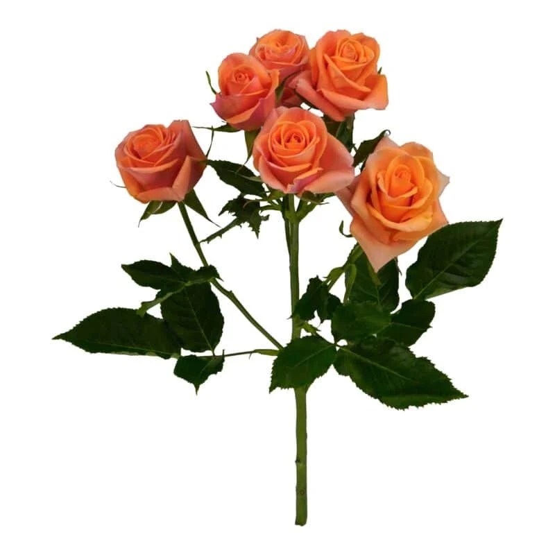 Orange Star · Mitabella catalog