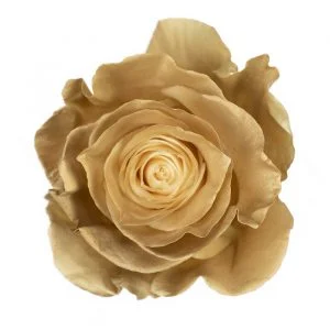 Gold · Mitabella catalog