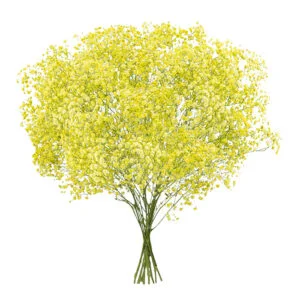 Gypsophila XLence® Tinted Yellow · Mitabella catalog