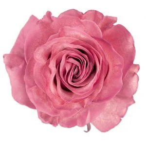 Blush · Mitabella catalog