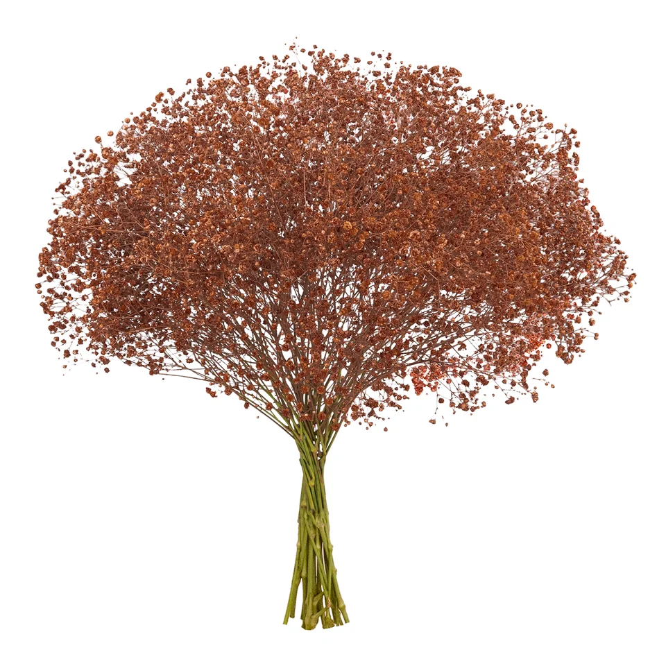 Gypsophila XLence® Tinted Bronze · Mitabella catalog