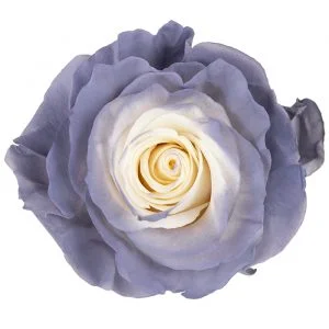 Tender Heart · Mitabella catalog