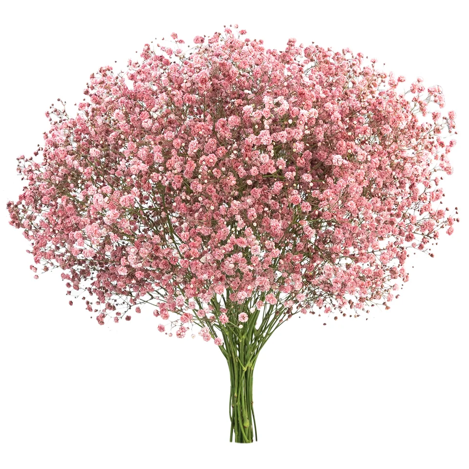 Gypsophila XLence® Tinted Blush · Mitabella catalog