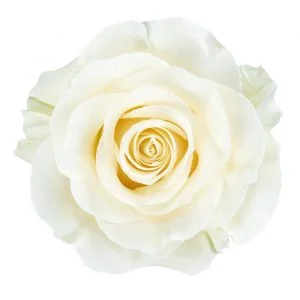 White · Mitabella catalog