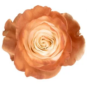 Natural Golden Hour · Mitabella catalog