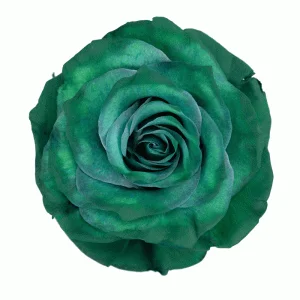 Dark Green · Mitabella catalog